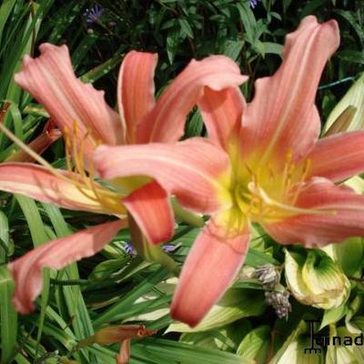 Hemerocallis 'Cara Mia' - 