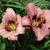 Hemerocallis 'Nacogdoches Bing Cherry'