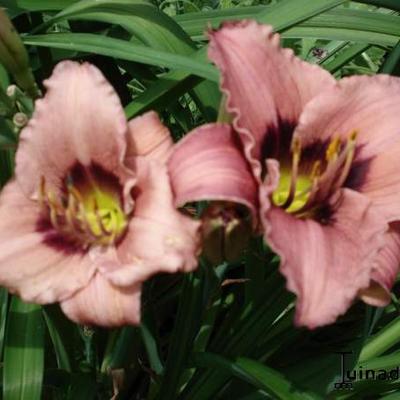 Hemerocallis 'Nacogdoches Bing Cherry' - 