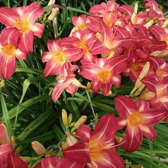 Hemerocallis 'Cherry Cheeks'