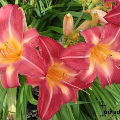 Hemerocallis 'Cherry Cheeks' - 