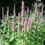 Agastache rugosa 'Caerulea' - 