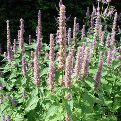 Agastache rugosa 'Caerulea' - Agastache rugosa 'Caerulea'