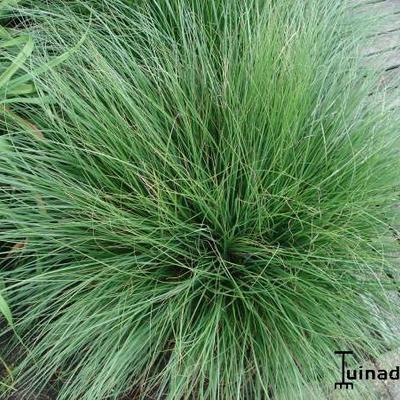 Pennisetum alopecuroides 'Little Bunny'