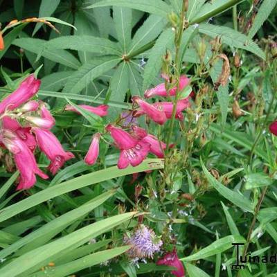 Penstemon 'Schoenholzeri' - Penstemon 'Schoenholzeri'