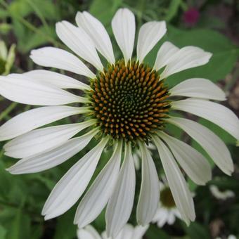 Echinacea purpurea 'White Swan'