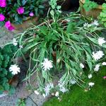 Stokesia laevis 'Alba' - Stokesia laevis 'Alba'