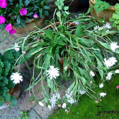 Stokesia laevis 'Alba' - 