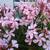 Nerium oleander