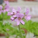 Pelargonium 'Graveolens' - 