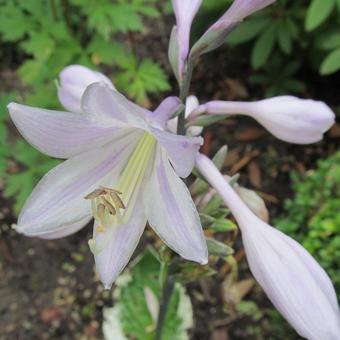 Hosta fortunei 'Francee'