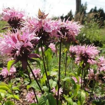 Monarda 'Croftway Pink'