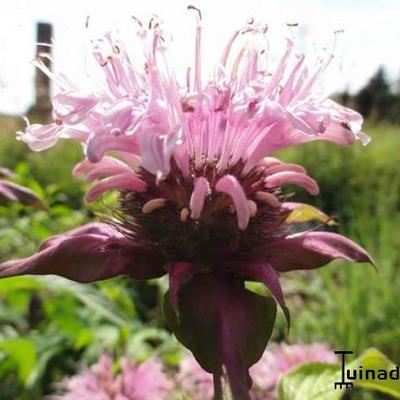 Monarda 'Croftway Pink'