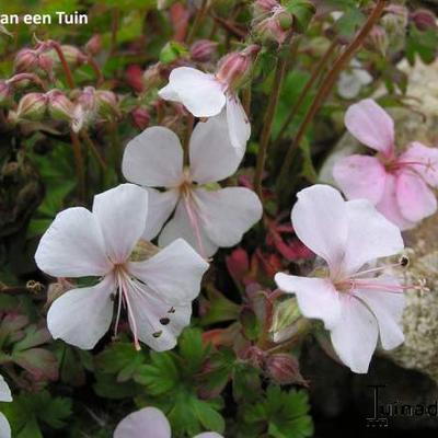 Geranium dalmaticum 'Album' - 