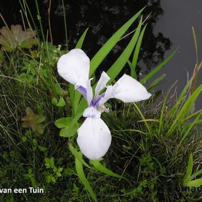 Iris laevigata 'Snowdrift' - Iris laevigata 'Snowdrift'