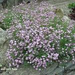 Gypsophila tenuifolia - 