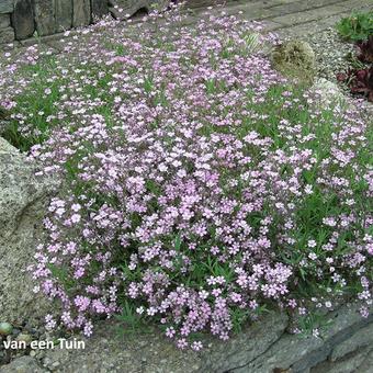 Gypsophila tenuifolia