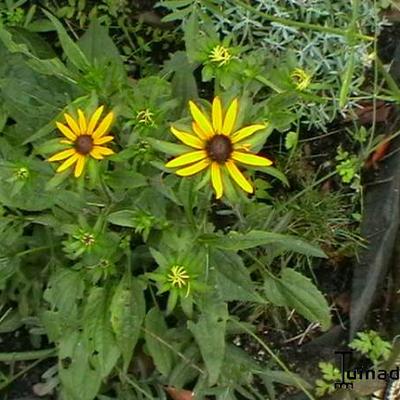 Rudbeckia fulgida var. sullivantii 'Little Goldstar' - Rudbeckia fulgida var. sullivantii 'Little Goldstar'