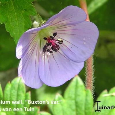 Geranium wallichianum 'Buxton's Variety' - Geranium wallichianum 'Buxton's Variety'