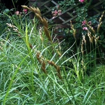 Carex muskingumensis