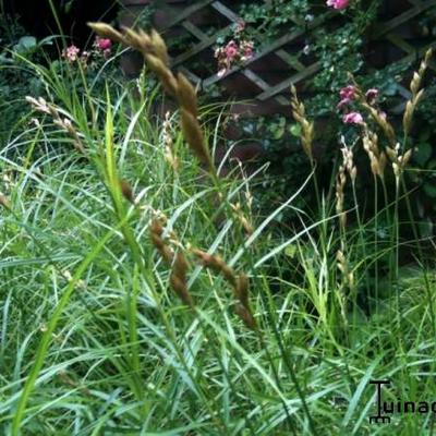 Palmwedel-Segge - Carex muskingumensis