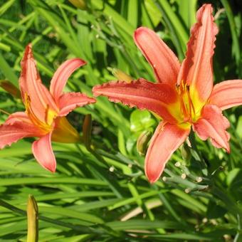 Hemerocallis 'Pink Damask'