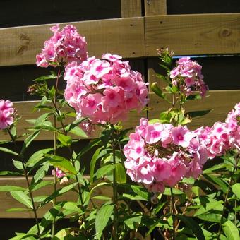 Phlox paniculata  'Betty Vulcano'