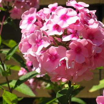 Phlox paniculata  'Betty Vulcano'