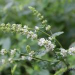 Mentha spicata - Grüne Minze - Mentha spicata