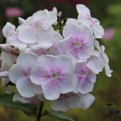 Phlox paniculata 'Monica Lynden-Bell' - Phlox paniculata 'Monica Lynden-Bell'