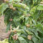 Mespilus germanica 'Bredase Reus' - 