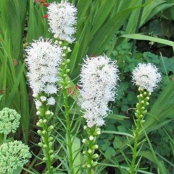 Liatris spicata 'Alba'