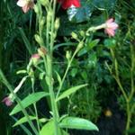 Nicotiana alata 'Perfume Deep Purple' - 