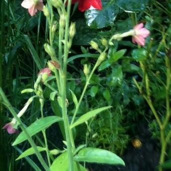 Nicotiana alata 'Perfume Deep Purple'