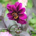 Dahlia 'Harisbrook' - 