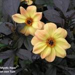 Dahlia MYSTIC 'Haze' - 