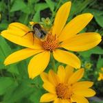 Heliopsis  helianthoides - Garten-Sonnenauge