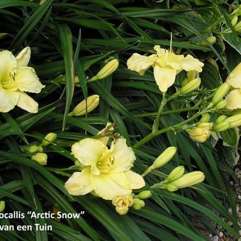 Hemerocallis 'Arctic Snow'