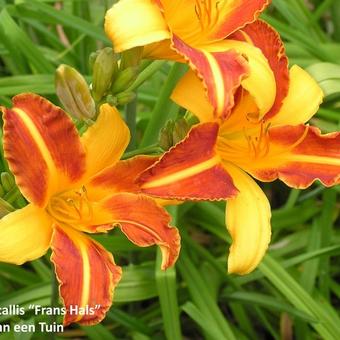 Hemerocallis 'Frans Hals'