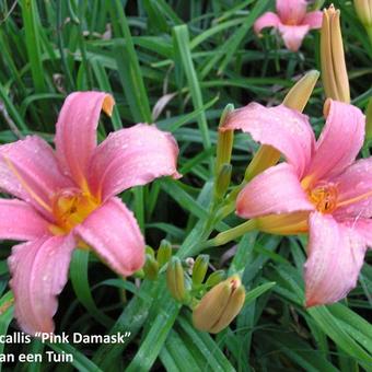 Hemerocallis 'Pink Damask'