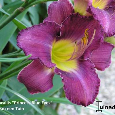 Hemerocallis 'Princess Blue Eyes' - 