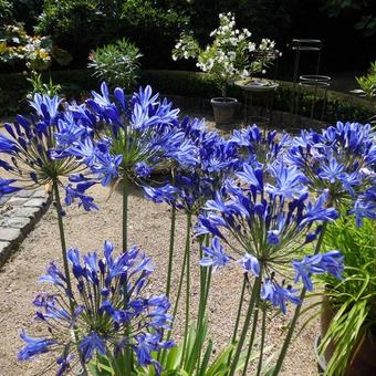 Agapanthus 'Blue Giant'