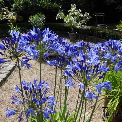 Agapanthus 'Blue Giant' - Agapanthus 'Blue Giant'