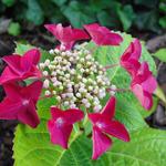 Hydrangea macrophylla 'Teller Red' 