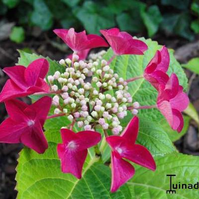 Hydrangea macrophylla 'Teller Red' 