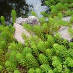 Myriophyllum 'Brasiliensis' - 