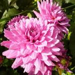 Dahlia 'Claudette' - 