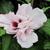 Hibiscus syriacus 'Lady Stanley'