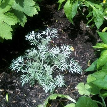 Artemisia ludoviciana