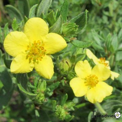 Potentilla fruticosa 'Kobold' - 